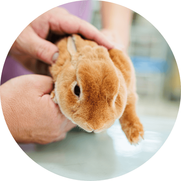 小動物・エキゾチックアニマルに関する注意事項