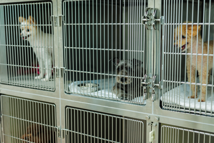 犬と猫を分けた入院室