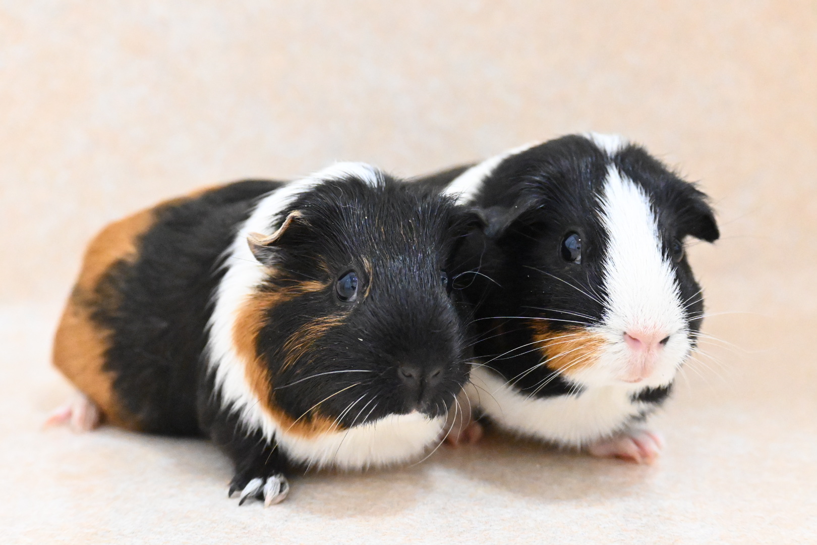 モルモットとの暮らしがもっと楽しくなる!飼い方の基本と健康管理