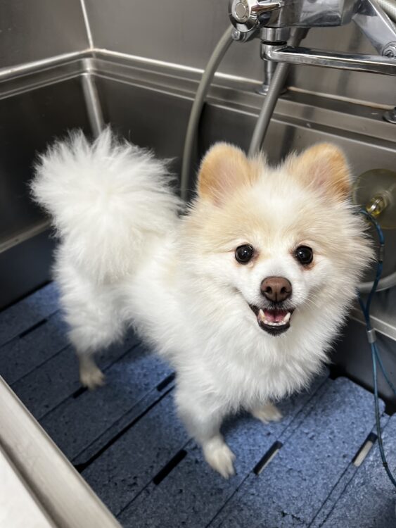 トリミングの間隔どのぐらいがベスト？