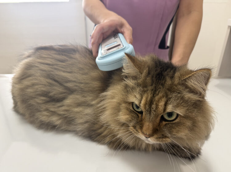 犬と猫のマイクロチップ　～メリット・デメリットまで～