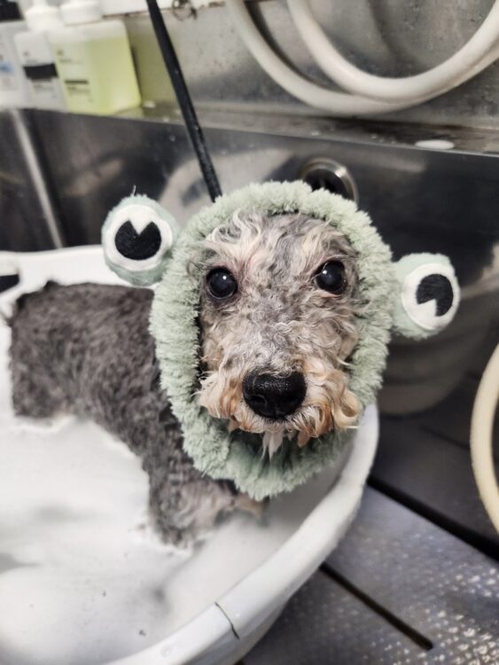 トリミングが苦手な愛犬を少しずつ慣らす方法